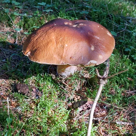 Tanas Almhuette Farma
